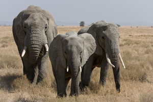 World Elephant Day calls for global effort to stop ivory poaching