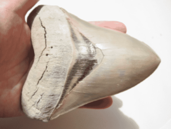 Malta seeks return of shark tooth fossil gifted to Prince George