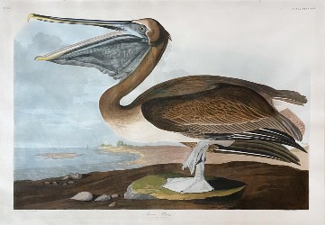 Audubon birds open Arader Galleries auction Jan. 23